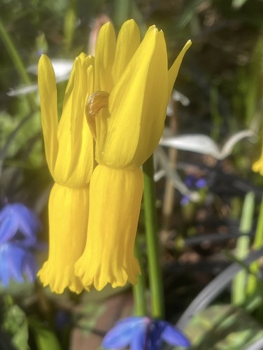 Narcissus cyclamineus x10 - narcissus,
