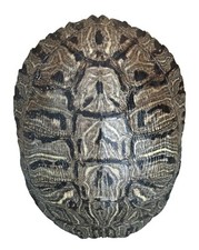 Pond Turtle Shell (6-8 inches)