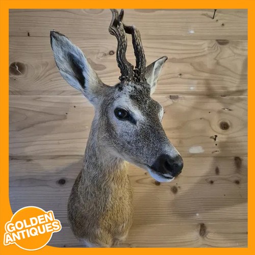Real roe deer head - real,