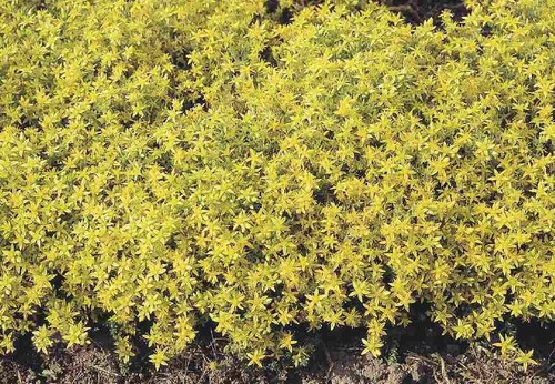 Sedum acre perennial alpine - 6,