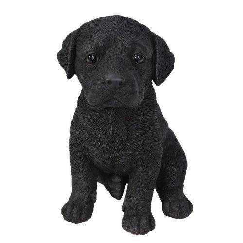 New black labrador puppy - new,
