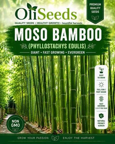 Giant moso bamboo seeds - giant,