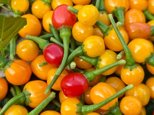 Fresh aji charapita chillies - fresh,