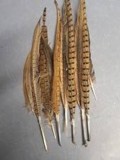 pheasant tail feathers 10 (6