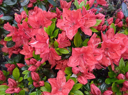 Stunning geisha orange - 12,