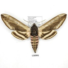 Sphingidae, Sphinx ligustri