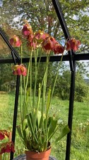 Live sarracenia seedlings from - live,