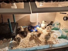 **SALE**   3 Fertile Bantam