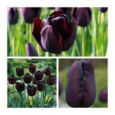 Queen of Night Tulip Flower