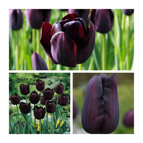 Queen night tulip - of,