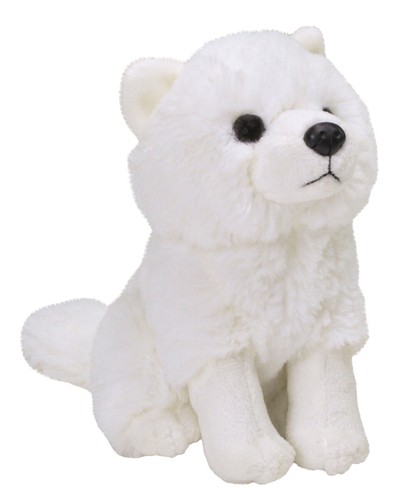 New arctic fox wild - fox, republic