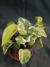 Mixed Pothos Cuttings In A Pot, Rooted, Indoor Plant