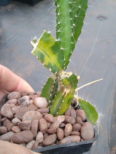 Variegated dragon fruit - dragon,