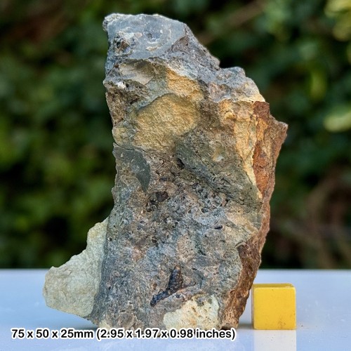 Hybodus shark tooth fossil - tooth,