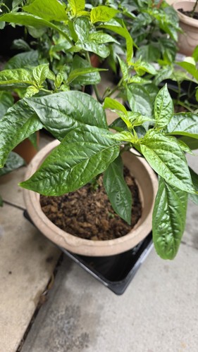Live potted chilli pepper - potted,