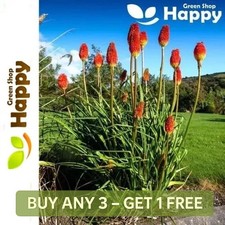 RED HOT POKER MIX - TORCH LILY