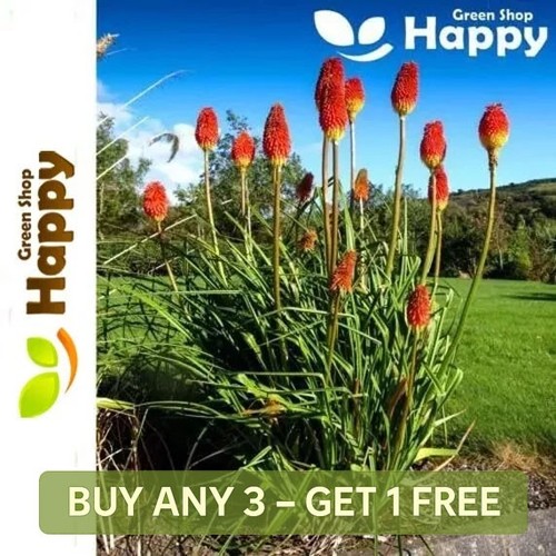 Red hot poker mix torch - poker,