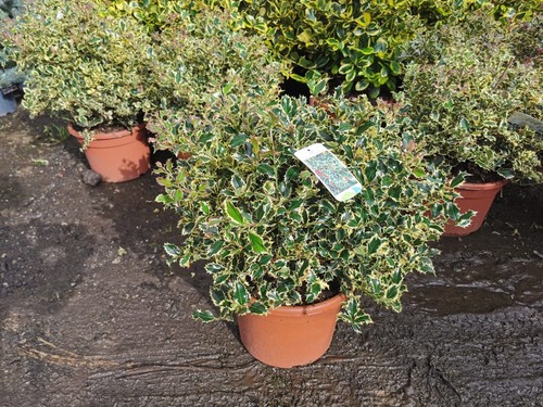 2ft iiex aquifloium - 2ft,