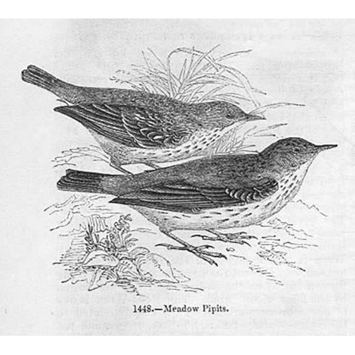 Birds meadow pipit antique - birds,