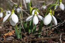 10 Giant Snowdrop Galanthus Elwesii Spring Flowering Autumn Planting Hardy Bulbs