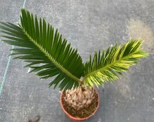 Rare Cacti Cycas revoluta
