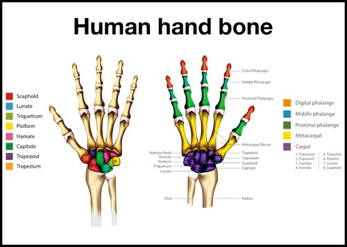 Hand bone anatomy school - hand,