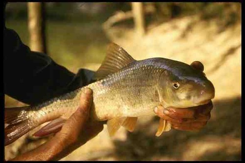 185024 fisherman holds - 185024,