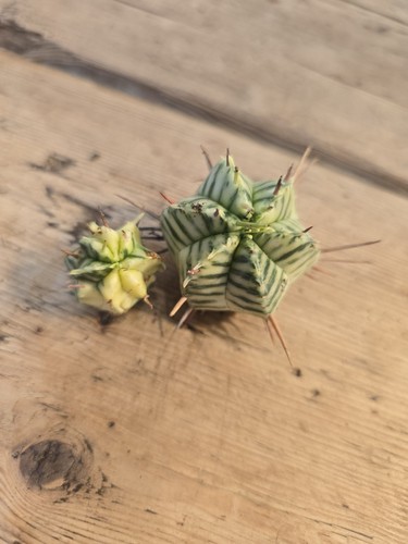 Euphorbia meloformis f - 2,