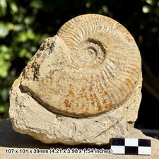 Leioceras Fossil Ammonite –