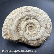 Jurassic ammonite fossil snake