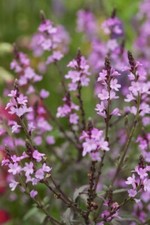 Verbena officinalis 'Bampton'