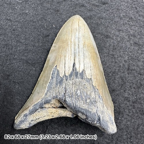 Authentic carcharodon - authentic,