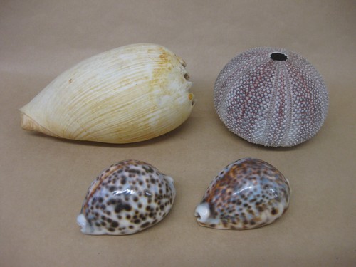 Natural sea shells - shells, ~
