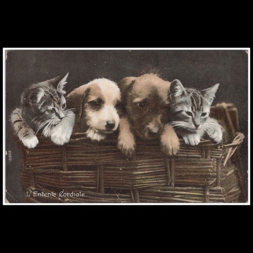 Entente cordiale kitten - l'entente,