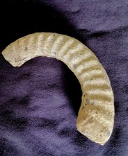 Large Ammonite Fossil Chunk