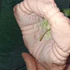 Pink Brugmansia Angel Trumpet