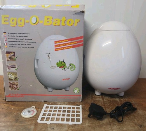 Lucky reptile egg - lucky,