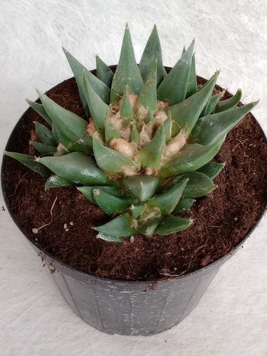 Ariocarpus trigonus seed - ariocarpus,
