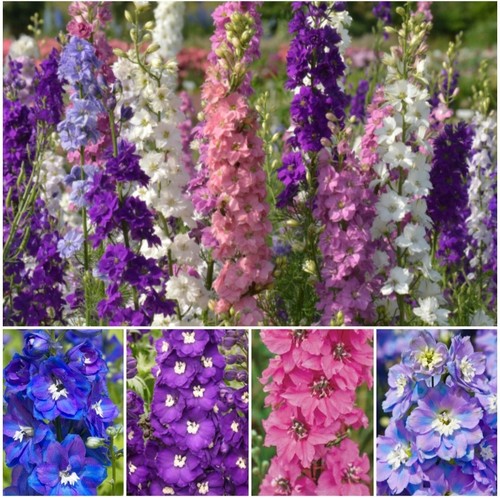 Plants delphinium pacific - plants,