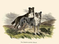 SMOOTH COLLIE TWO OLD STYLE