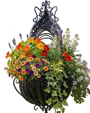 Hanging flower basket - flower, plant