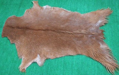 Genuine goat hide hair - hide, on