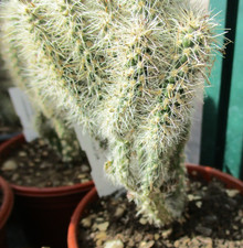 CYLINDROPUNTIA ECHINOCARPA -