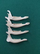 Muntjac Deer Jaw Bones x 4