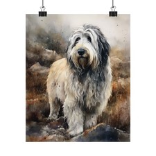 Polish lowland sheepdog dog - lowland,