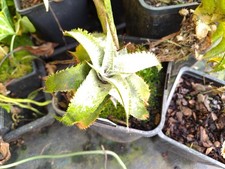 Dyckia marnier-lapostollei -