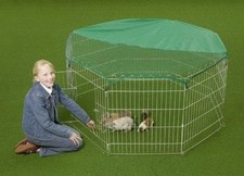 Rabbit guinea pig - 55",