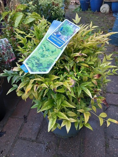 Evergreen nandina domestica - xl,