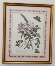 Large Georg Dionysius Ehret Botanical Print " Sheradia " Glazed In Gilt Frame  m