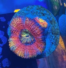 Pink Diamond Rainbow Acan Lord